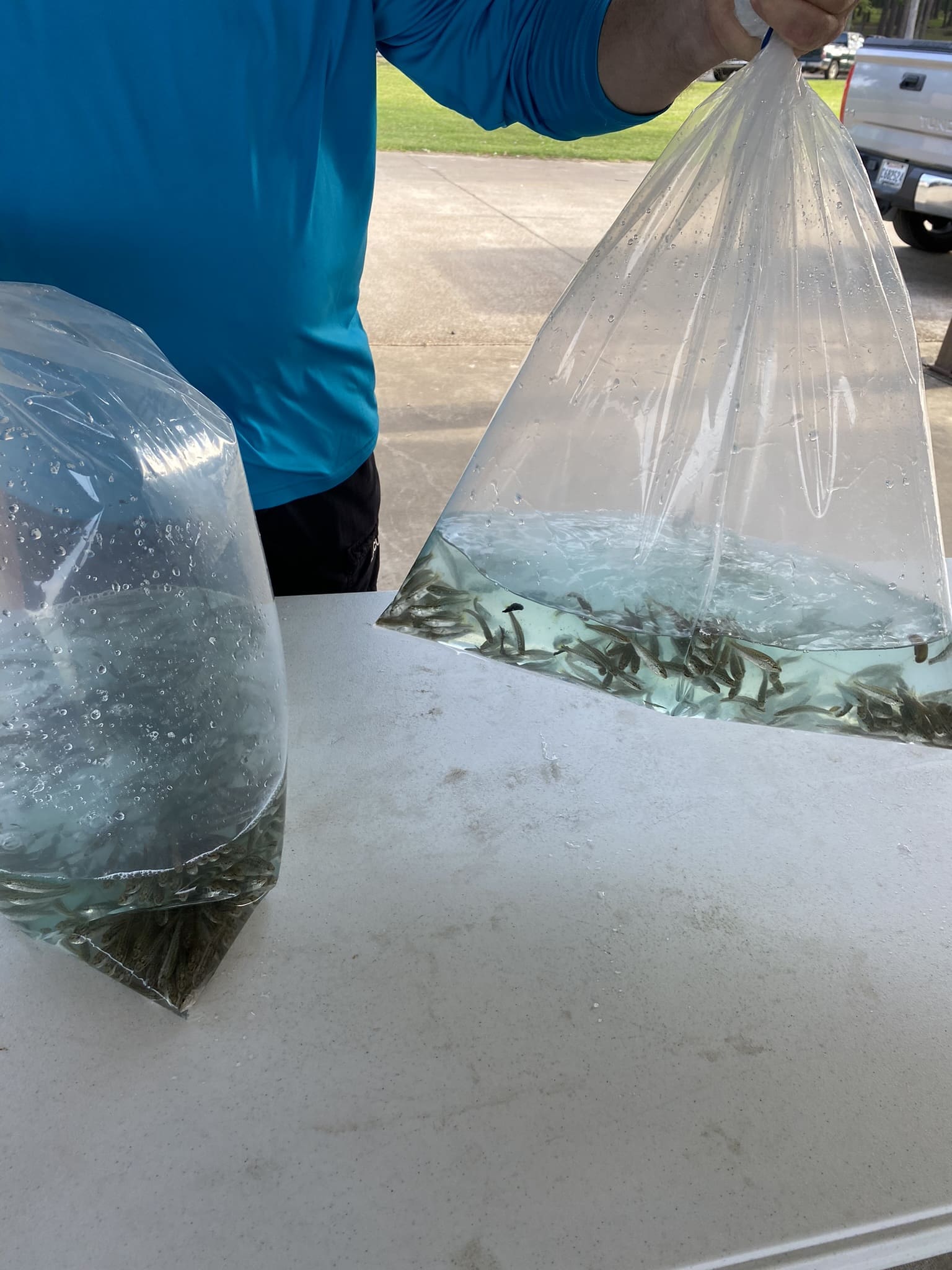 Person holding bags of fish on table.